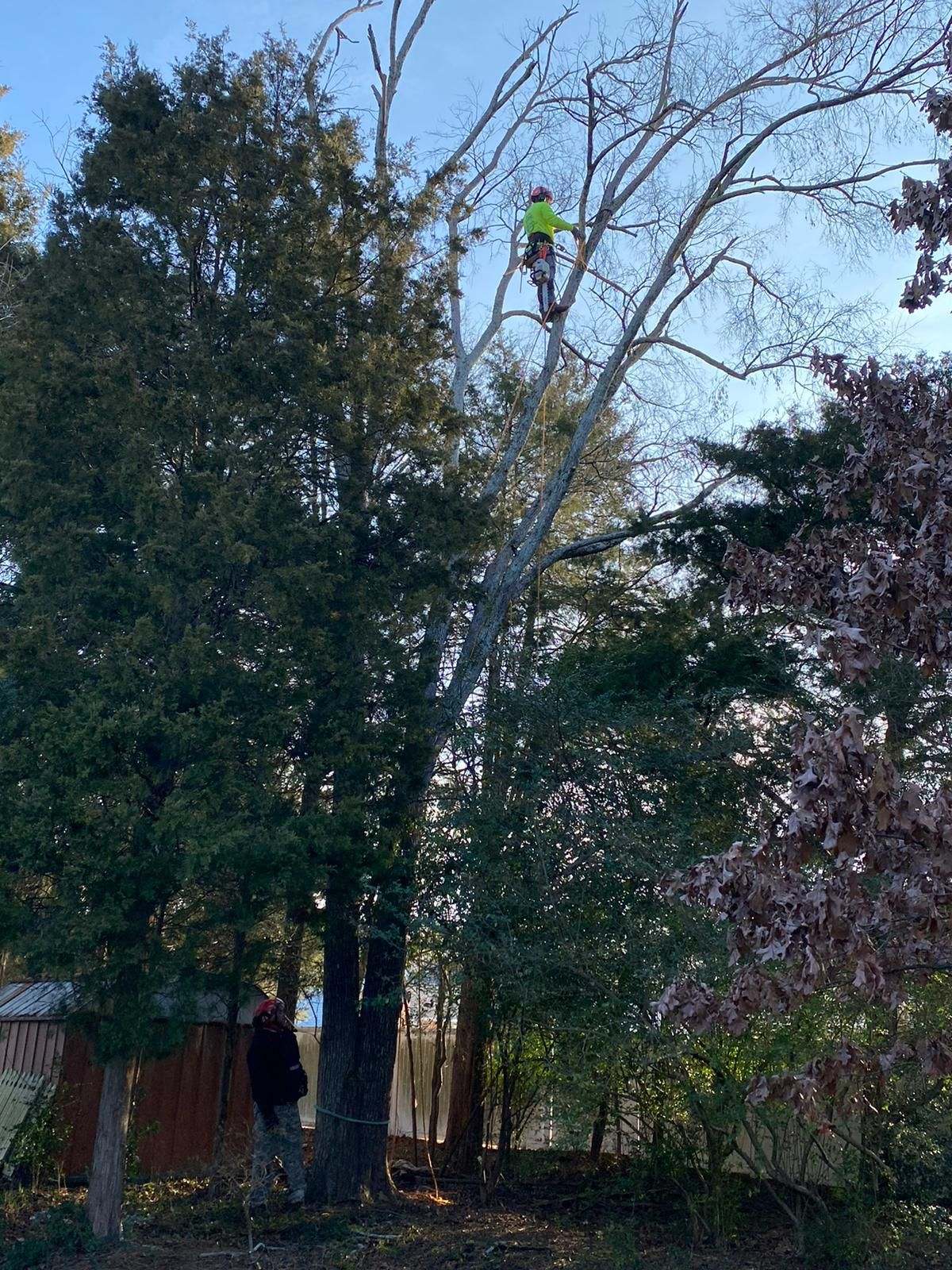 DIY tree care danger