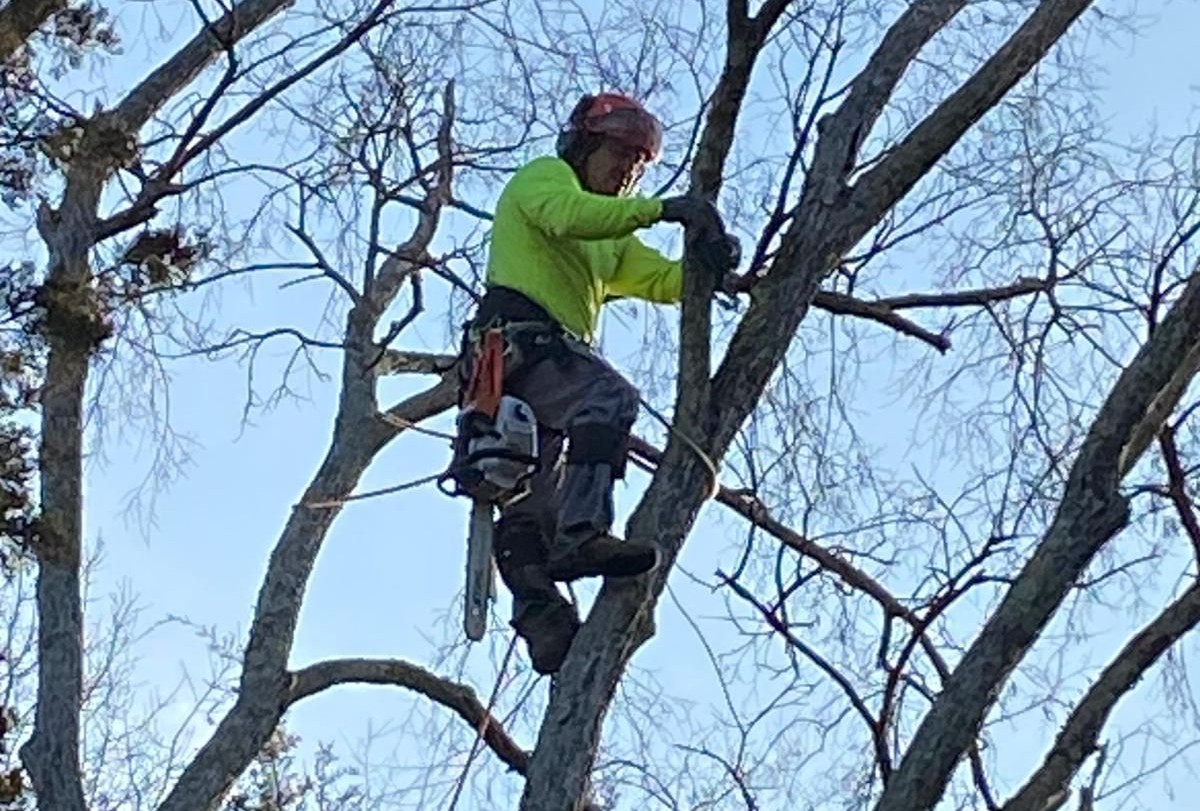 Tree Removal Service